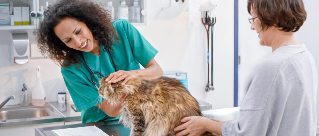 Praktijk led Verlichting voor dierenklinieken er behandelkamers.